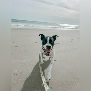 Meet your Posher, Holland